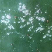 Opuntus cactii with cochineal insects
